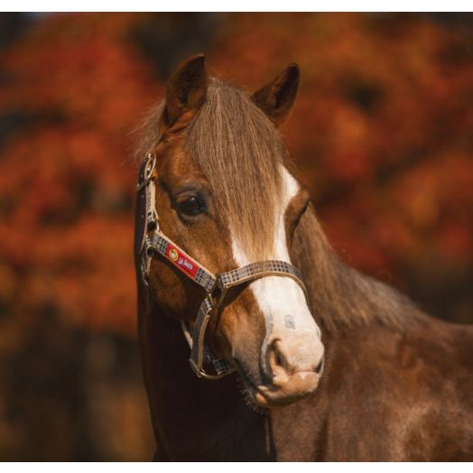 Baker Leather Crown Breakaway Halter - Yearling