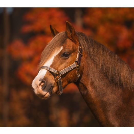 Baker Leather Crown Breakaway Halter - Pony