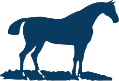 Do You Have a New Horse?